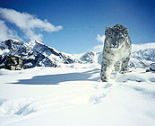 Snow leopards