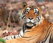 Tiger watching