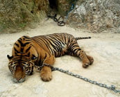 Kanchanaburi Tiger Temple, Thailand