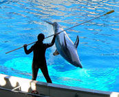 Dolphin shows