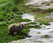 Kamchatka wildlife