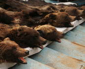 Poaching ‘trophies’