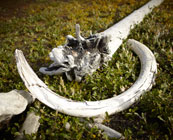 Wrangel Island