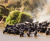 The Masai Mara
