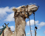 Hardworking camels