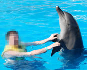 Captive dolphins