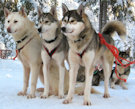 Husky safaris