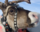 Reindeer Farms