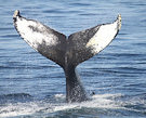 Whale meat