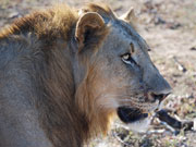 Lion, KwaZulu-Natal. Photo by Richard Madden