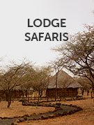 Lodge safari