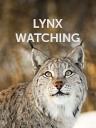 Lynx watching