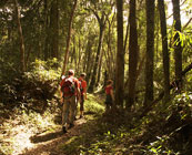 Berembun Forest Reserve