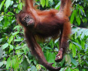 Sepilok