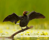 Bird watching