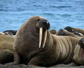 Spitsbergen