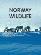 Norway wildlife