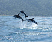 Chasing dolphins