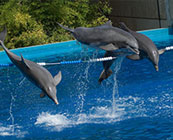 Captive dolphins