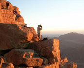 Straying in the Sinai