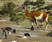 Unusual wildlife