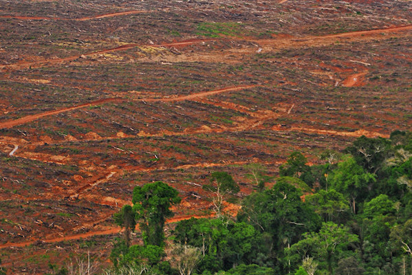 Logging in Peru rainforest