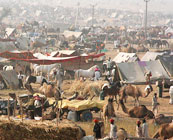 Pushkar Camel Fair