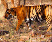 Ranthambore NP