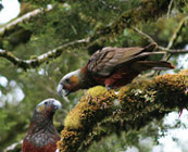 Tramping in Fiordland