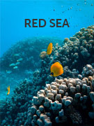 Red Sea