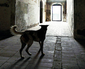 Dogs