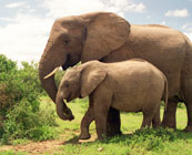 Addo Elephant National Park