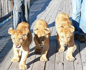 Canned hunting