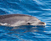 Dancing dolphins