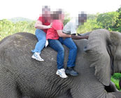 Elephant rides