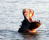 iSimangaliso Wetland Park