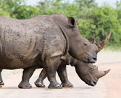 Kruger National Park