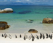 Marine wildlife