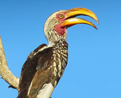 Ticking off the Big Five