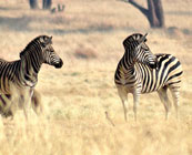 Wildlife on a budget