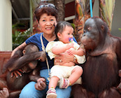 Cuddling orangutans