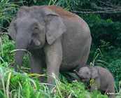Danum Valley