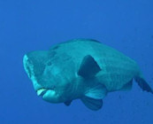 Diving