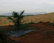 Palm oil