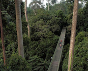 Rainforest Discovery Centre