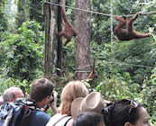 ONLY seeing captive animals