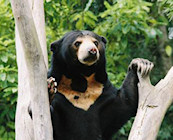 Sun bears