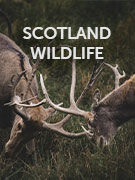 Scotland wildlife