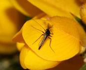 Moaning about midges