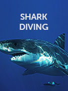 Shark diving